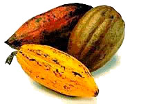 cacao